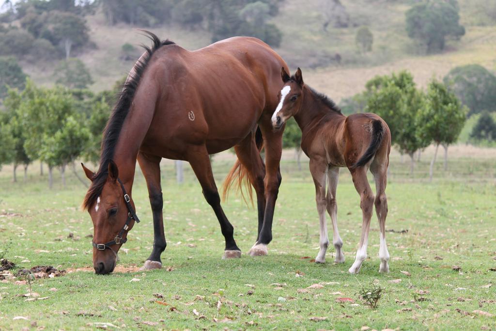 CBR Equine Cottage Amamoor Esterno foto