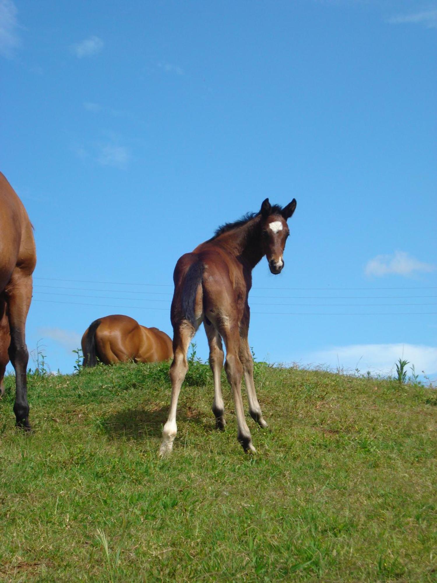 CBR Equine Cottage Amamoor Esterno foto